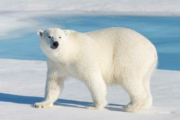 Polar Bear Attack in Norway Stopped with Revolver, iStock-627066956
